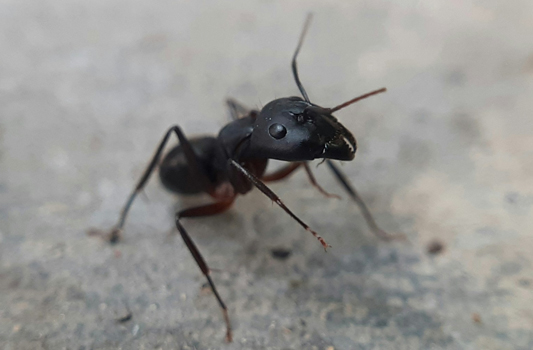 Ant Control Wetaskiwin
